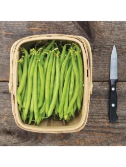 Antigua Bush Bean Organic Seeds 7 Antigua Bush Bean Organic Seeds -Gardening Supplies Store 8610262 antigua bean 8 15 18 05v