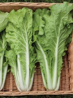 Silk Road Garden Organic Seed Collection, Set Of 6 10 Silk Road Garden Organic Seed Collection, Set Of 6 -Gardening Supplies Store 8610264 tokyo bekana 02v