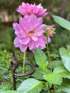 Arden Single Stem Supports, Set Of 2 9 Arden Single Stem Supports, Set Of 2 -Gardening Supplies Store 8610375 5703 tif