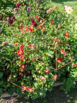 Parasol Plant Supports, Set Of 3 13 Parasol Plant Supports, Set Of 3 -Gardening Supplies Store 8611129 050 tif