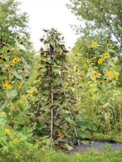 DIY Connector For Teepee Trellis 17 DIY Connector For Teepee Trellis -Gardening Supplies Store 8611896 062 tif