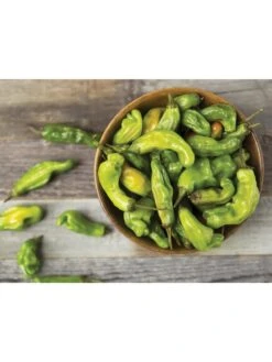 Shishito Pepper Organic Seeds