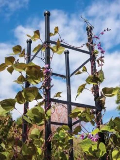 Essex Square Obelisk -Gardening Supplies Store 8611984 354 tif