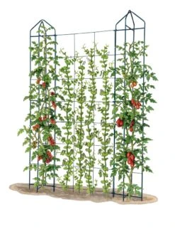 Zenith Trellis -Gardening Supplies Store 8612036 art tif