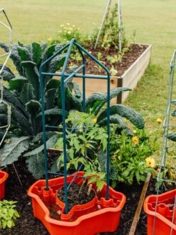 Deluxe Tomato Halos, Set Of 2 15 Deluxe Tomato Halos, Set Of 2 -Gardening Supplies Store 8612045 221 tif