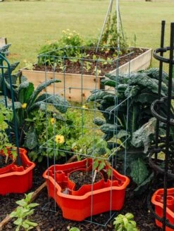 Deluxe Tomato Halos, Set Of 2 17 Deluxe Tomato Halos, Set Of 2 -Gardening Supplies Store 8612045 226 tif