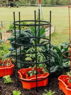 Deluxe Tomato Halos, Set Of 2 16 Deluxe Tomato Halos, Set Of 2 -Gardening Supplies Store 8612045 228 tif