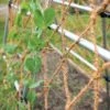 Coco Trellis Netting, 4' X 15' 2 Coco Trellis Netting, 4' X 15' -Gardening Supplies Store 8612050 1124 tif