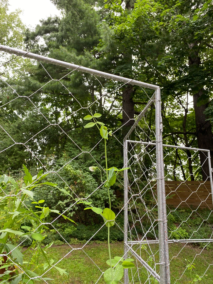 Chicken Wire Pea Trellis 10 Chicken Wire Pea Trellis - Image 8