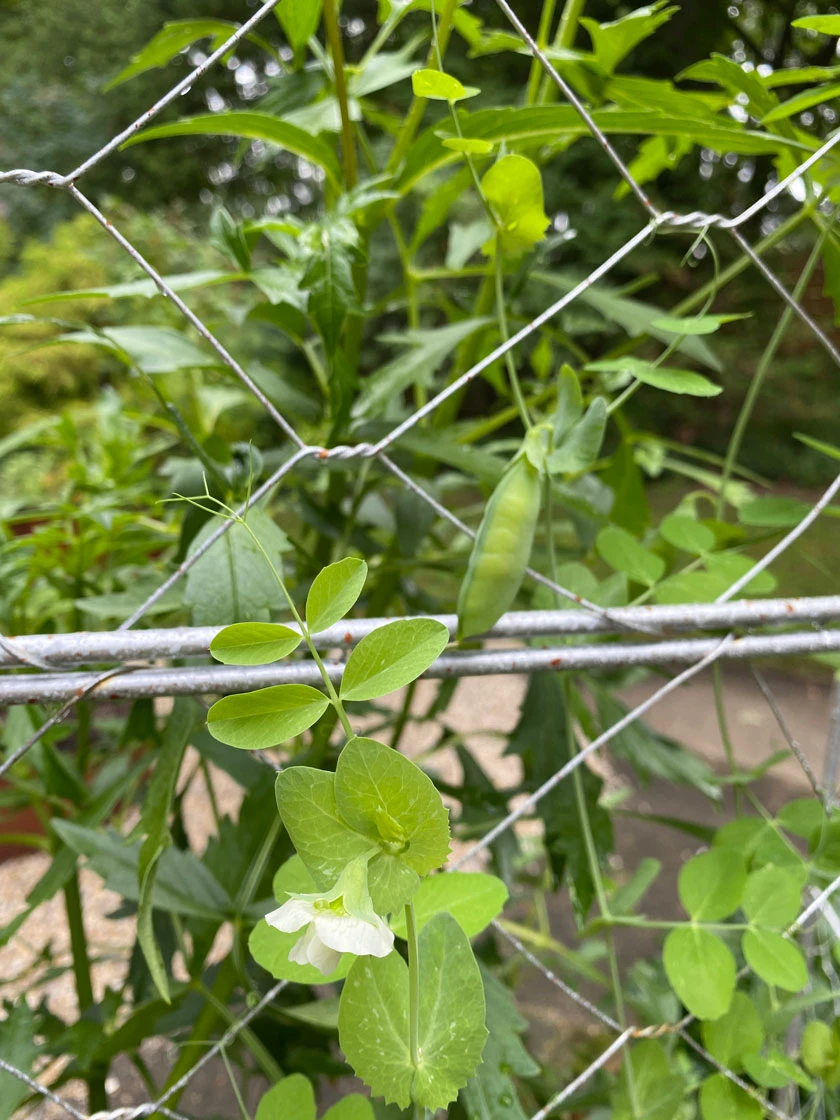 Chicken Wire Pea Trellis 8 Chicken Wire Pea Trellis - Image 6