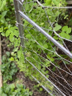 Chicken Wire Pea Trellis 17 Chicken Wire Pea Trellis -Gardening Supplies Store 8612718 7312