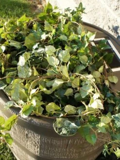 Round Rain Barrel With Planter, 35 Gallons 12 Round Rain Barrel With Planter, 35 Gallons -Gardening Supplies Store 8612856WALNT 03V tif