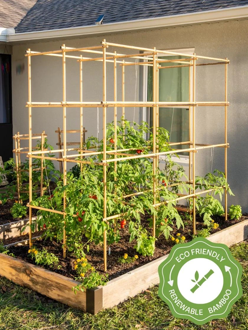 Tomato Six Pack Support 3 Tomato Six Pack Support