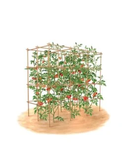 Tomato Six Pack Support 17 Tomato Six Pack Support -Gardening Supplies Store 8613143 art flat