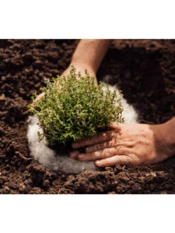 Hortiwool ®, 5 Pad Pack -Gardening Supplies Store 8613263 06v