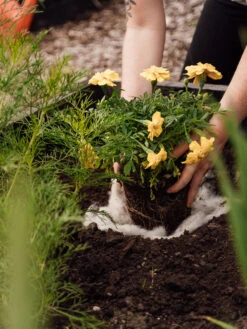 Hortiwool ®, Starter Garden Pad 11 Hortiwool ®, Starter Garden Pad -Gardening Supplies Store 8613263 12v 1