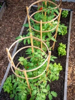 Bamboo Tomato Cages, Set Of 3 13 Bamboo Tomato Cages, Set Of 3 -Gardening Supplies Store 8613426 6916
