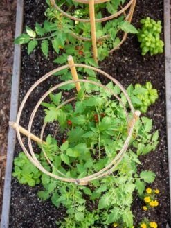 Bamboo Tomato Cages, Set Of 3 14 Bamboo Tomato Cages, Set Of 3 -Gardening Supplies Store 8613426 6921