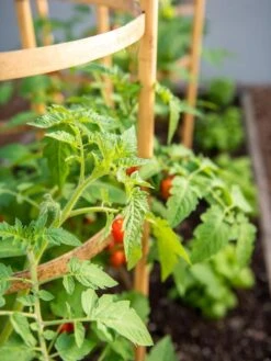 Bamboo Tomato Cages, Set Of 3 15 Bamboo Tomato Cages, Set Of 3 -Gardening Supplies Store 8613426 6934