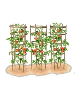 Bamboo Tomato Cages, Set Of 3 18 Bamboo Tomato Cages, Set Of 3 -Gardening Supplies Store 8613426 art