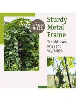 Titan Squash Tunnel -Gardening Supplies Store B07932DMCR plantsupport benefits 2