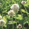 White Clover Seed, 1/2 Lb. -Gardening Supplies Store GS35957 01K
