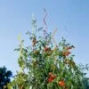 Rainbow Spiral Supports, Set Of 5 -Gardening Supplies Store GS36377 01 tif