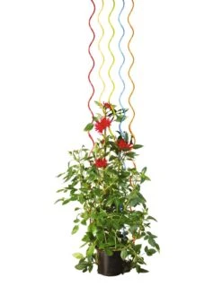 Rainbow Spiral Supports, Set Of 5 -Gardening Supplies Store GS36377 03S tif