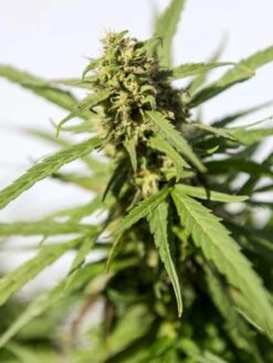 Hemp Success Kit -Gardening Supplies Store Hemp 0065 tif